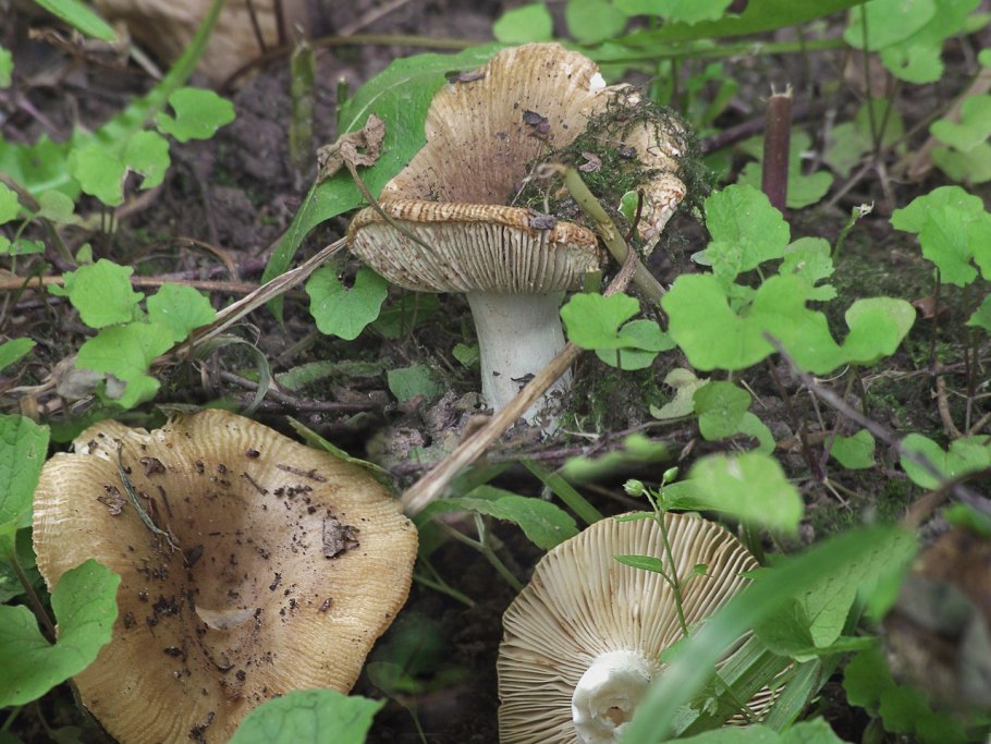 Пластинчатые грибы Московской области