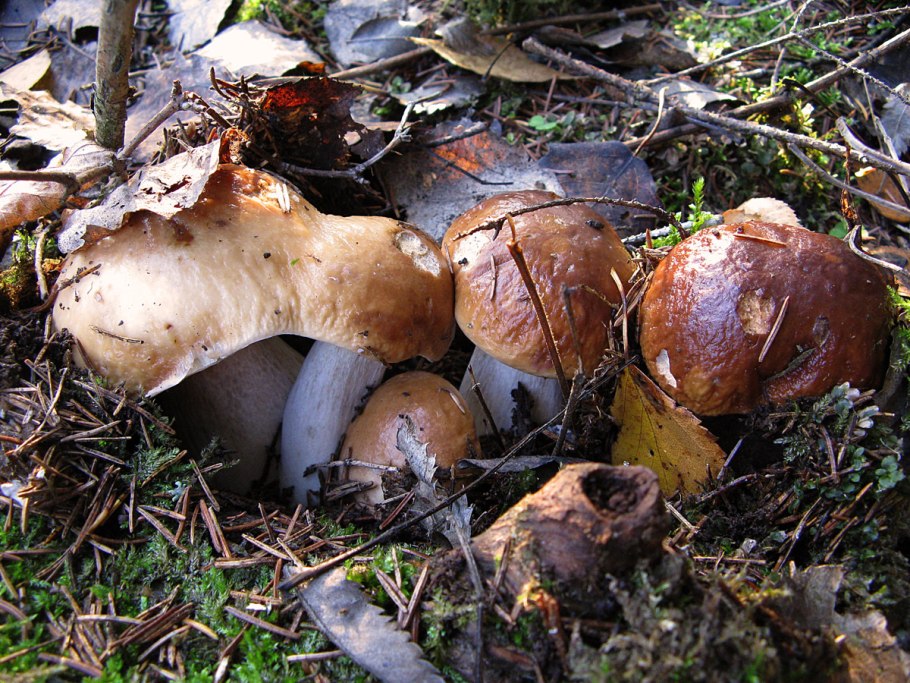 Agaricus impudicus гриб