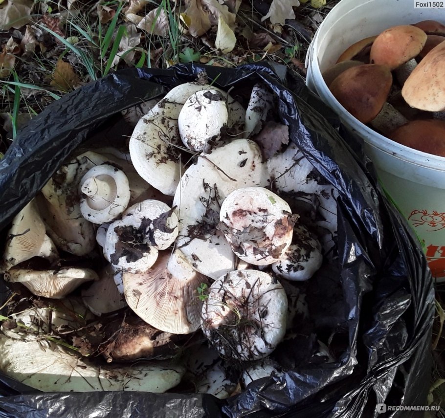 Груздь Свинарь