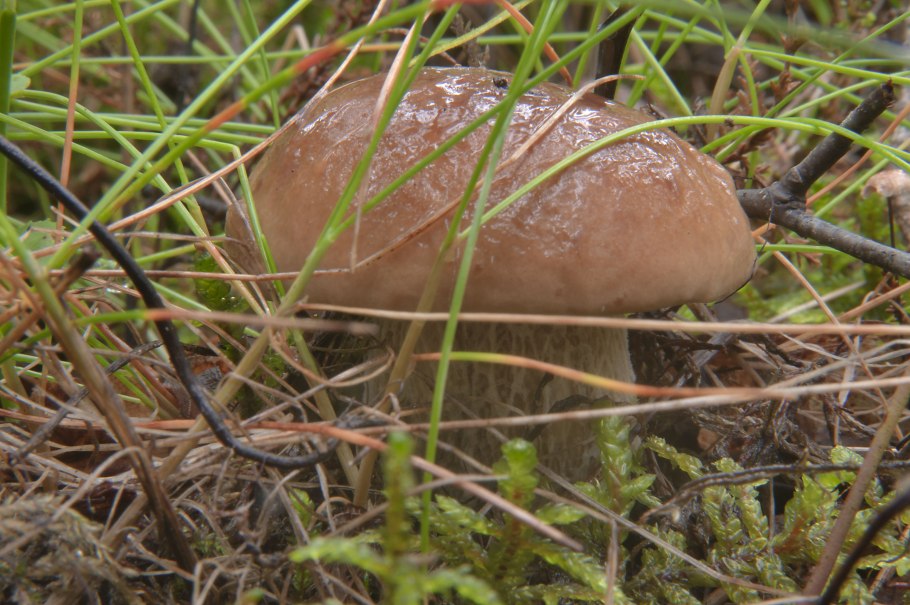 Дубник гриб