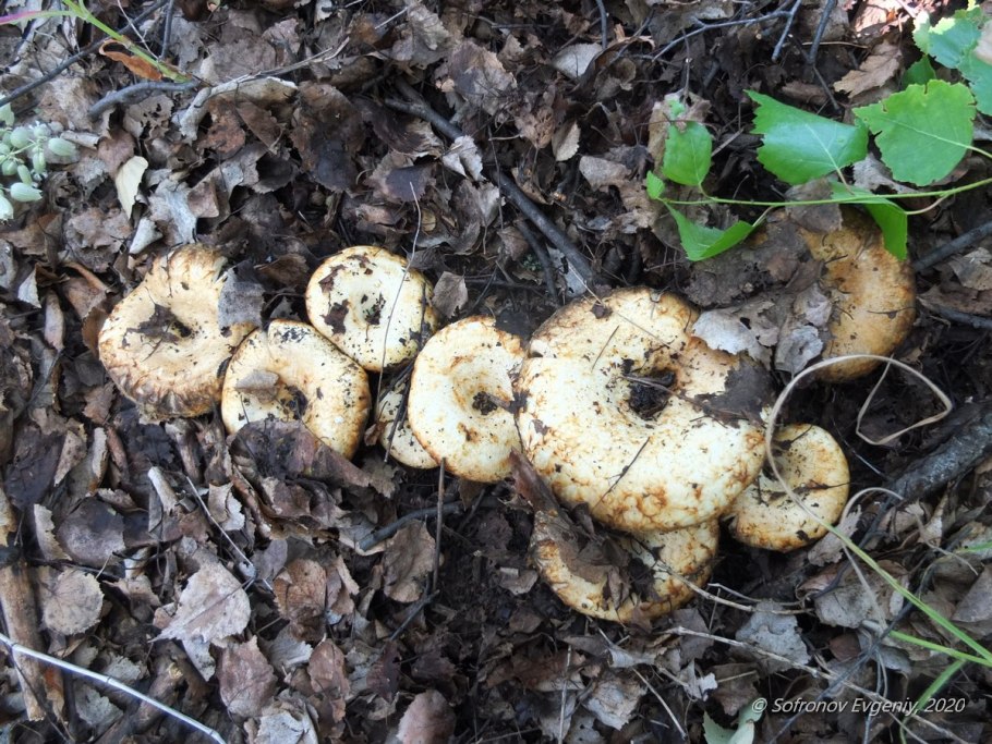 Шампиньон обыкновенный (Agaricus Campestris)