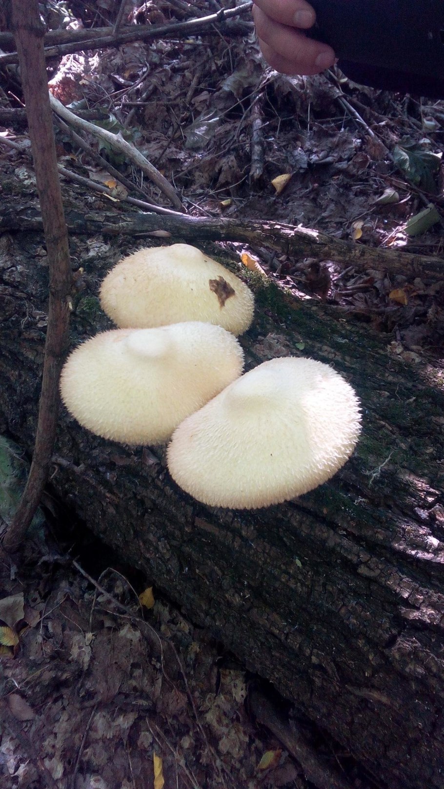 Белый гриб растущий на пне