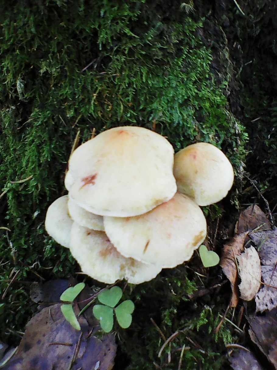 Грибы растущие на пнях