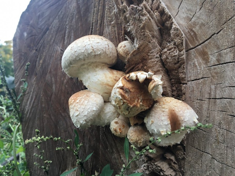 Чешуйчатка разрушающая Pholiota populnea