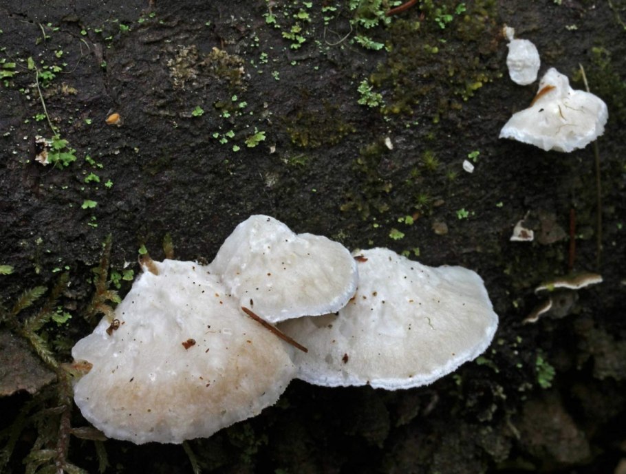 Oligoporus stipticus