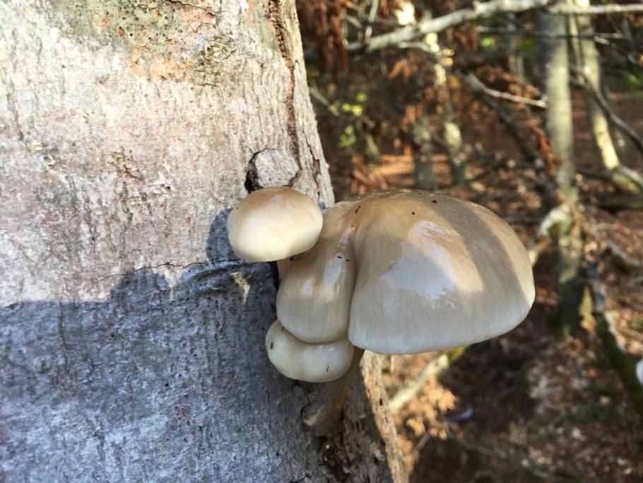 Удемансиелла слизистая гриб