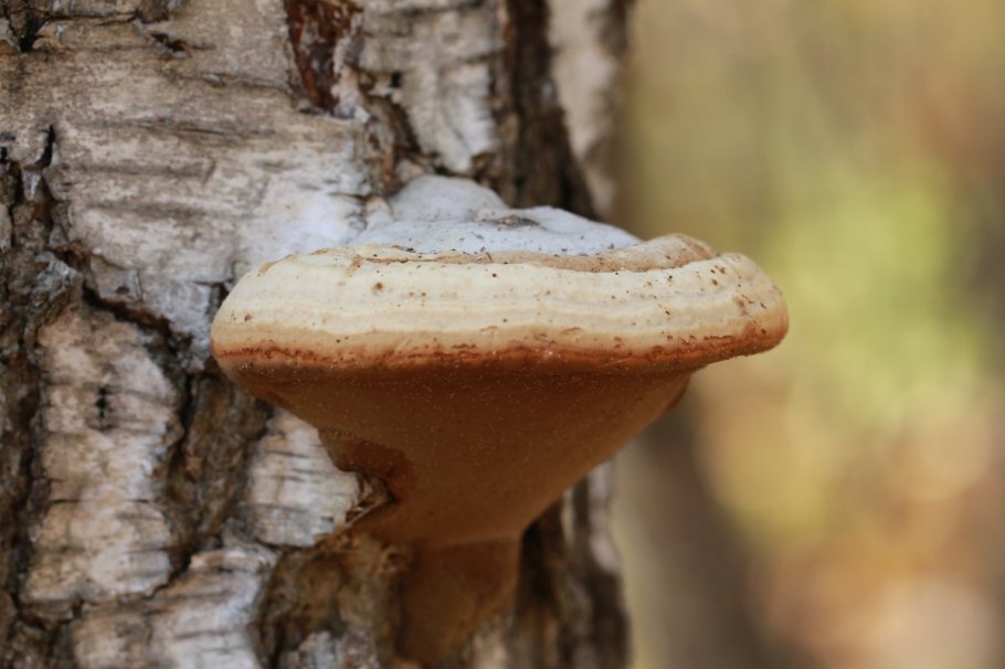 Молдова грибы растущие на деревьях