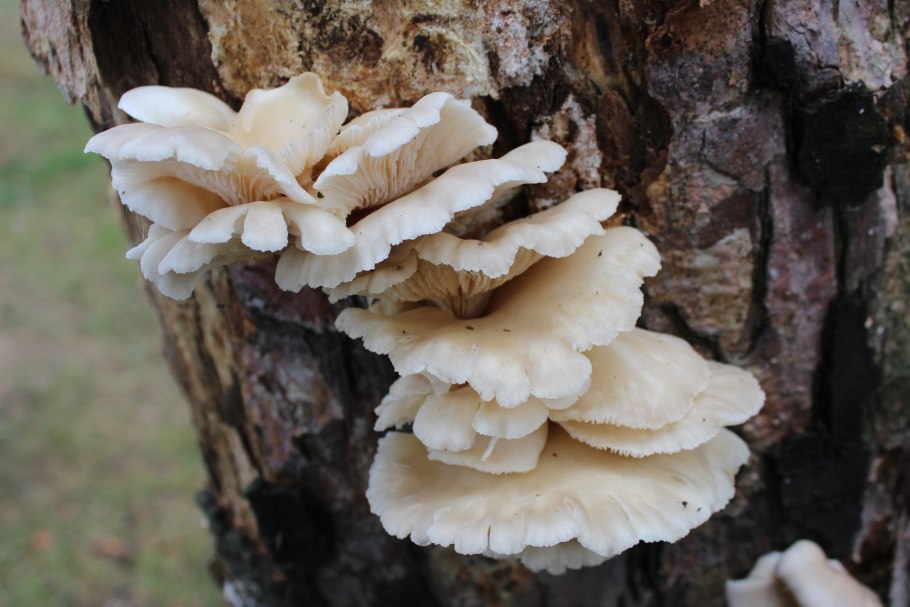 Вешенка легочная Pleurotus pulmonarius