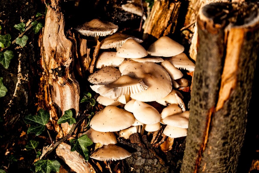 Вешенки грибы съедобные