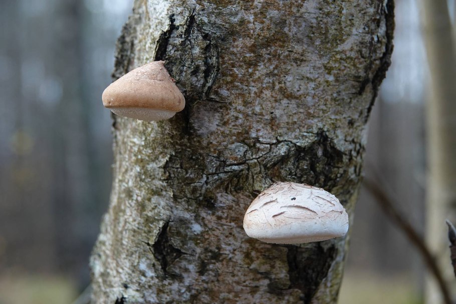 Гриб трутовик березовый