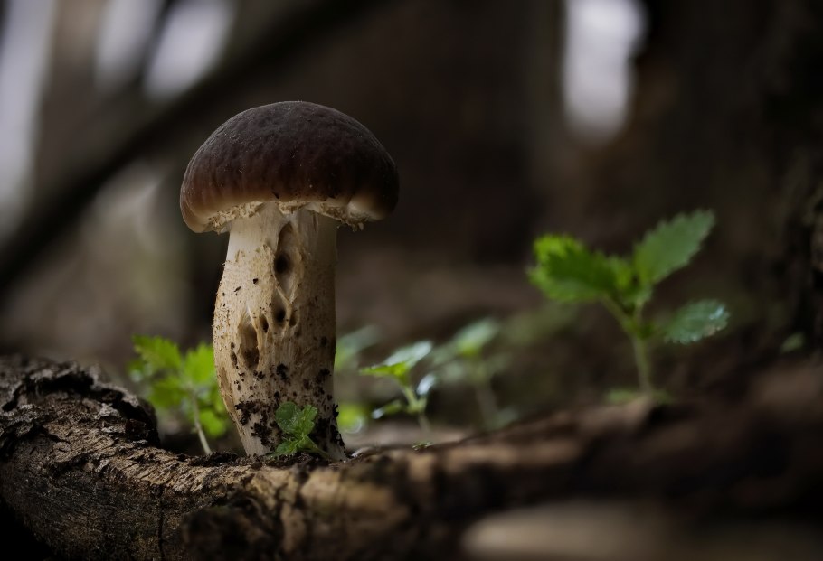 Грибы белые маленькие на дереве