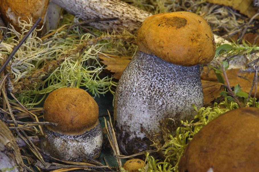 Грибы России