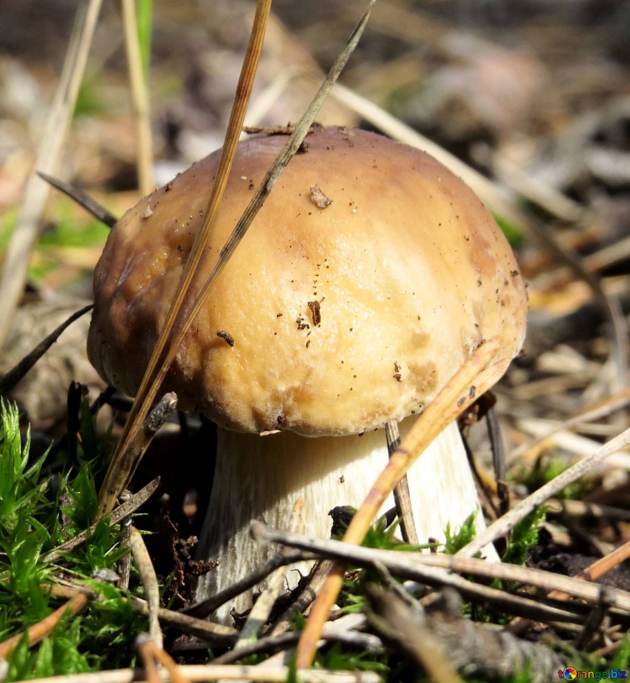 Подъеловики грибы