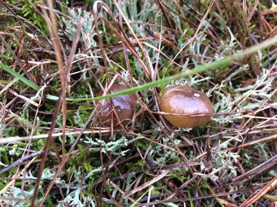 Съедобные грибы Томской области