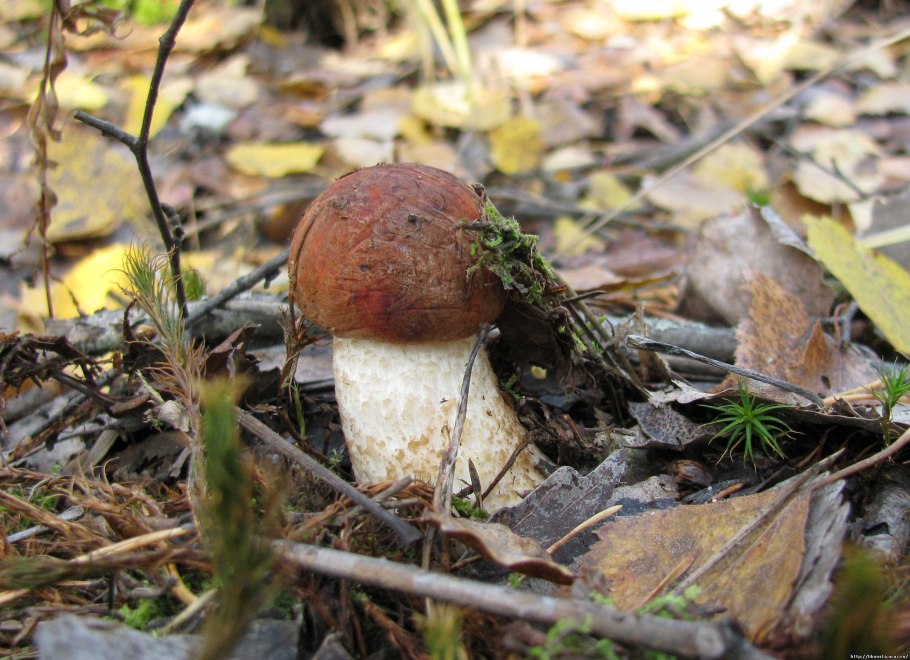 Несъедобные грибы Ленинградской области