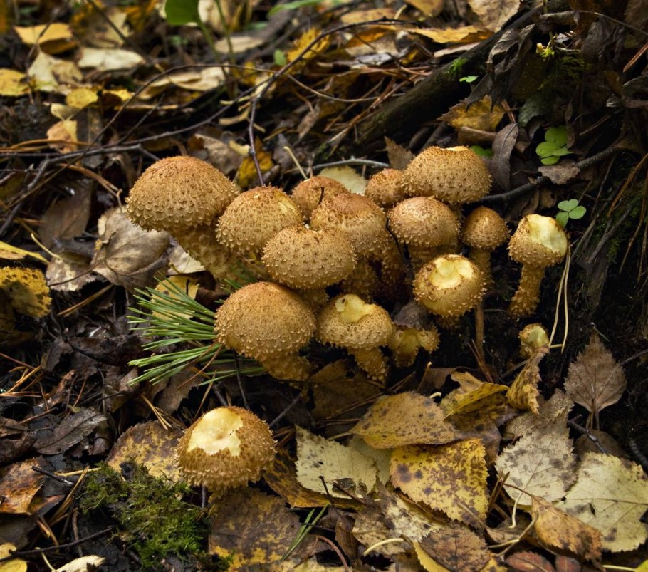 Съедобный гриб Подмосковья опята