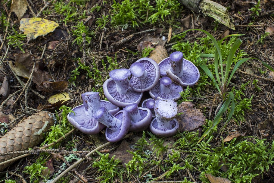 Осенние грибы Подмосковья съедобные