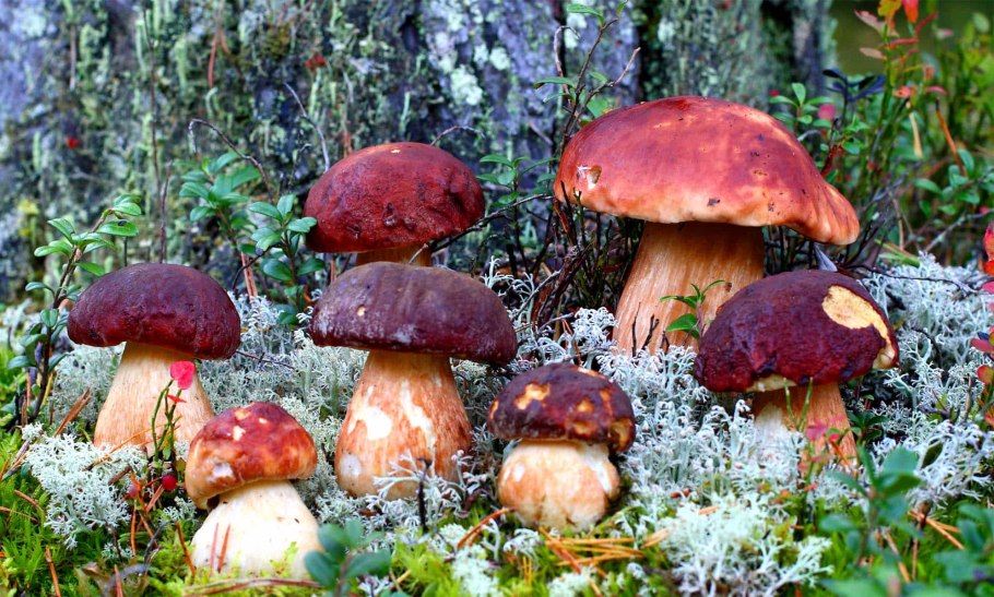 Боровик семейство