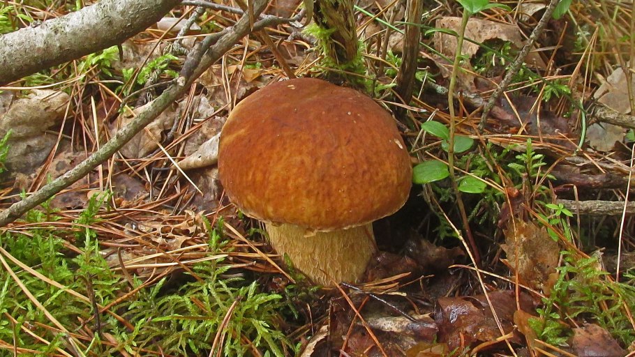 Грибы предгорья Северного Кавказа