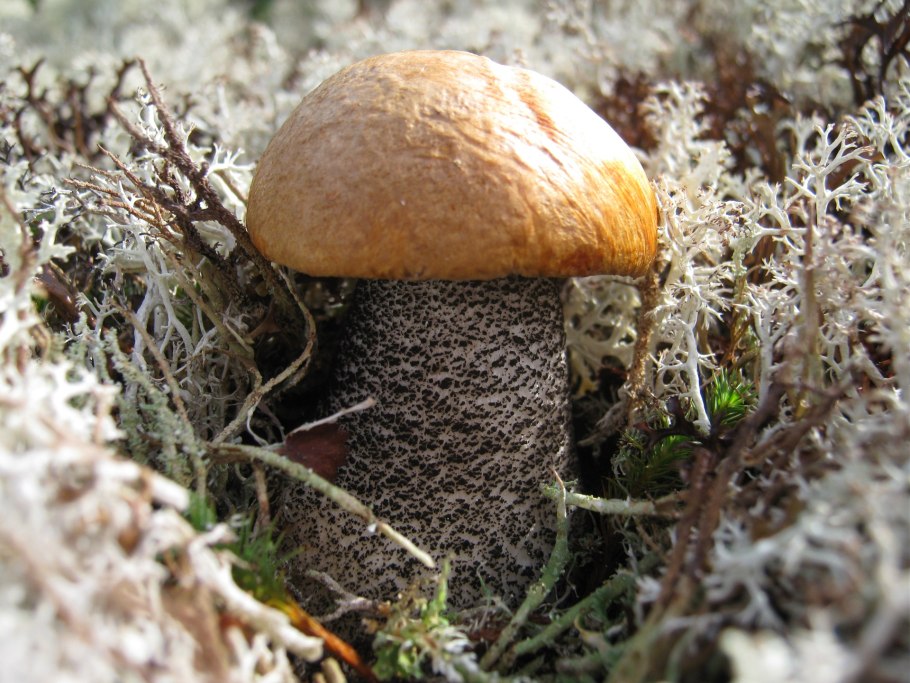 Подосиновик Республики Коми