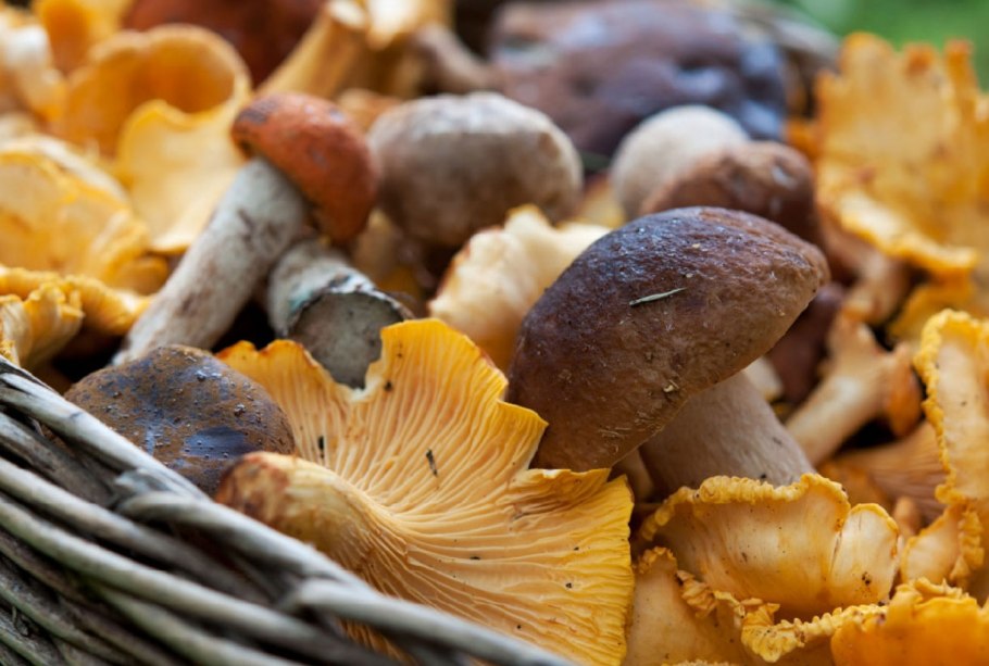 Сморчки грибы в Самарской области