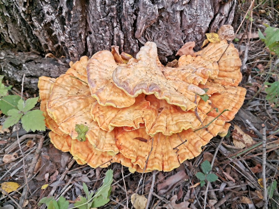 Трутовик серно желтый