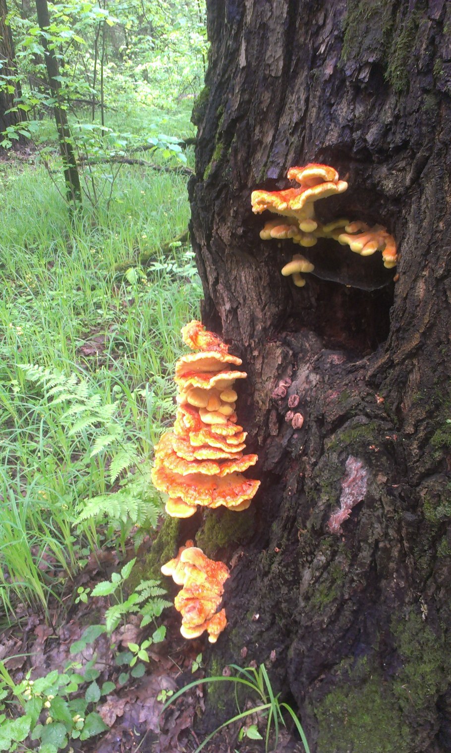 Картинки всех съедобных древесных грибов