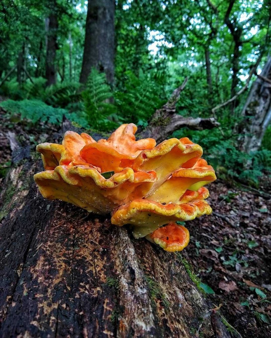 Трутовик серно жёлтый съедобен