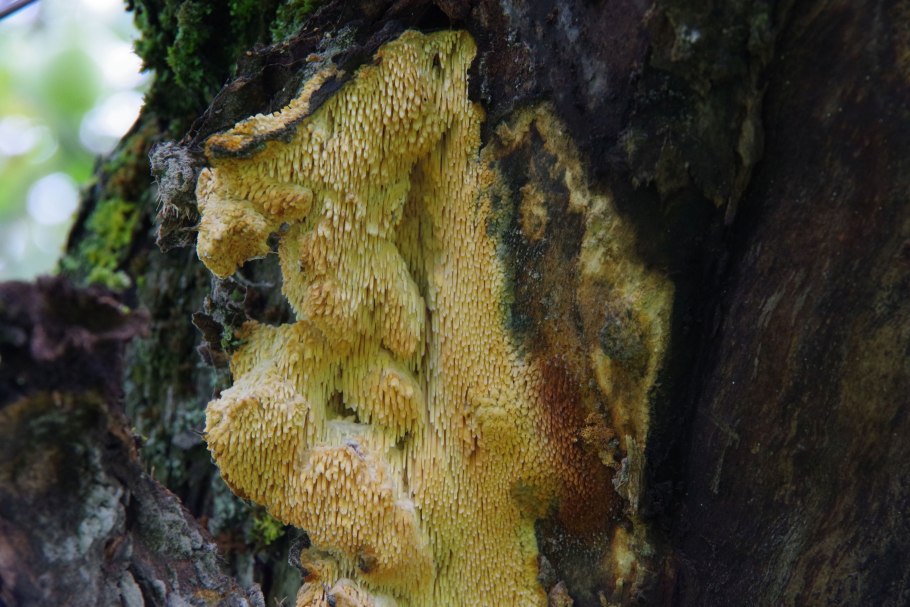 Древесные грибы в Ташкенте