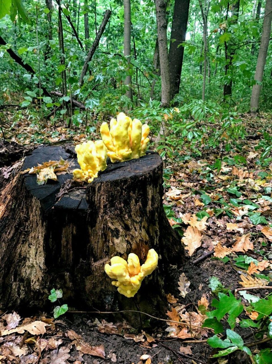 Грибы куриный трутовик