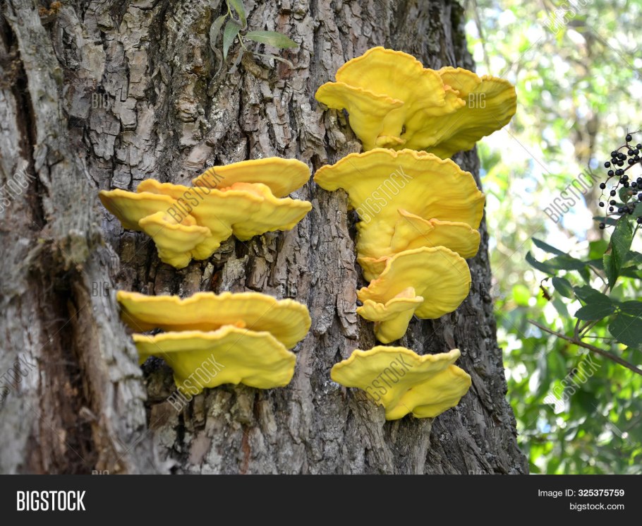 Laetiporus sulphureus