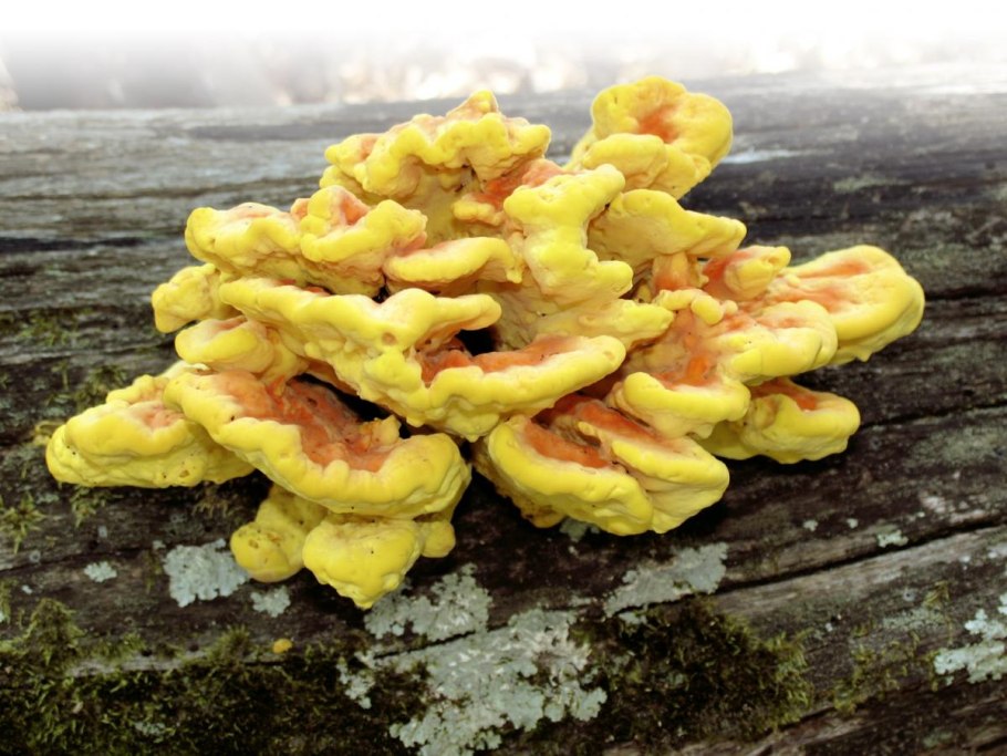 Трутовик желтый