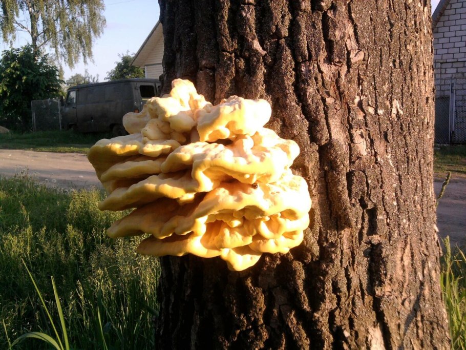 Бело желтый гриб на дереве