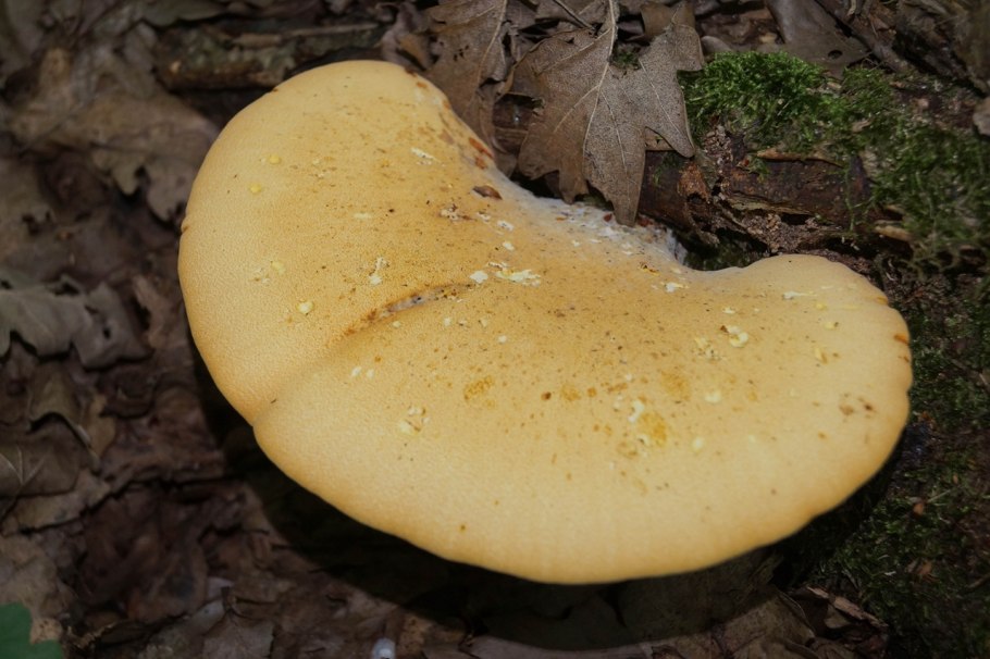 Трутовик серно желтый Татарстан