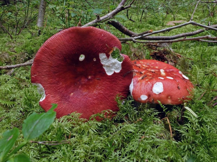 Гриб сыроежка Болотная