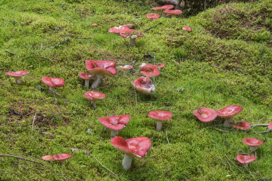 Грибы Каннельярви Заходское