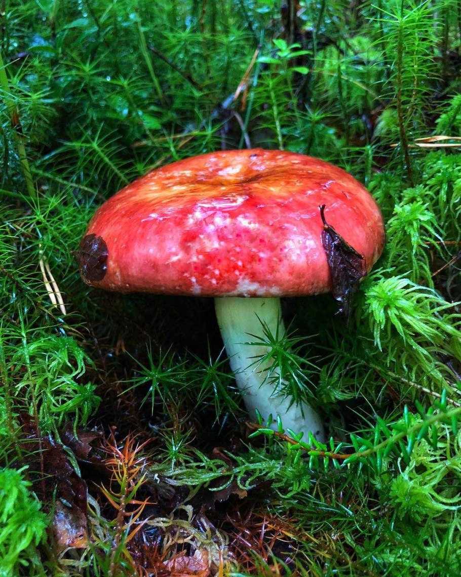 Сыроежка Боровая