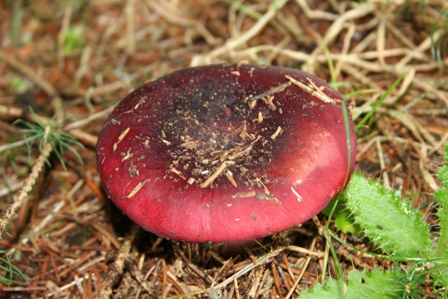 Russula xerampelina