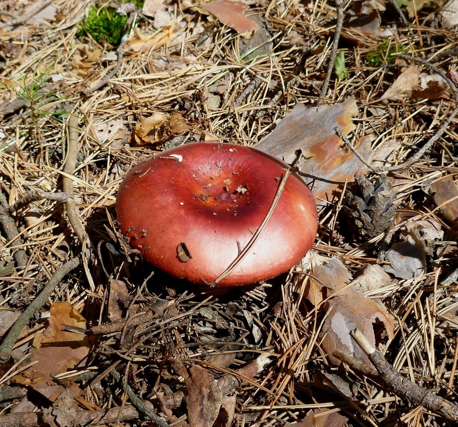 Russula lepida