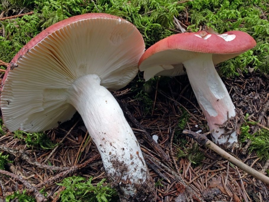 Сыроежка Болотная Russula paludosa