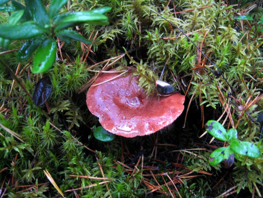 Russula sanguinea