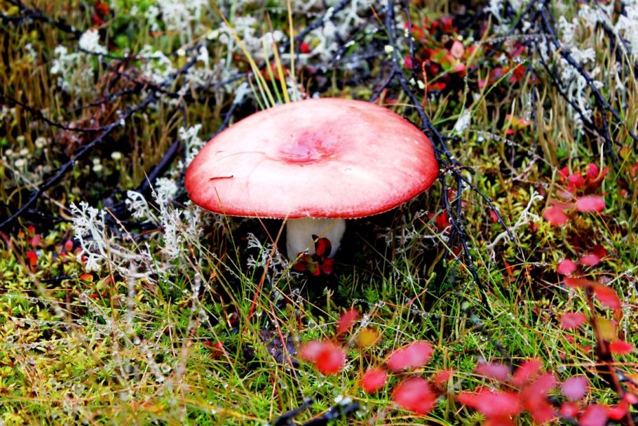 Сыроежка едкая жгучеедкая