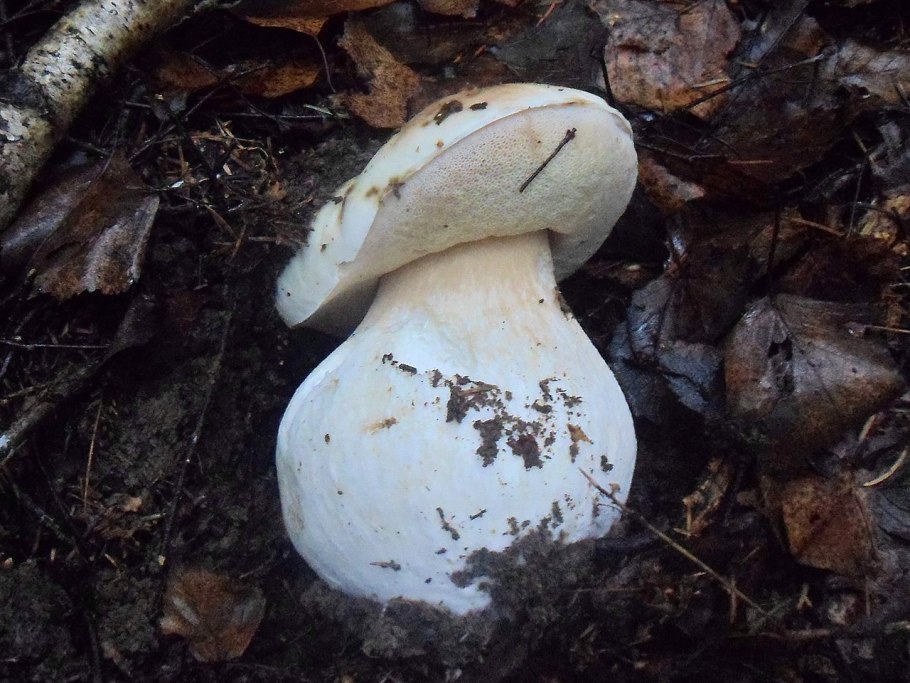 Тополиная рядовка белая