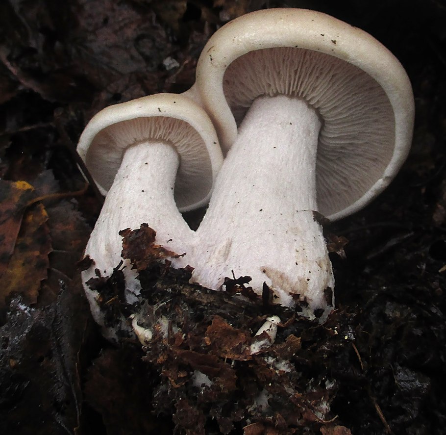 Гриб Russula cyanoxantha