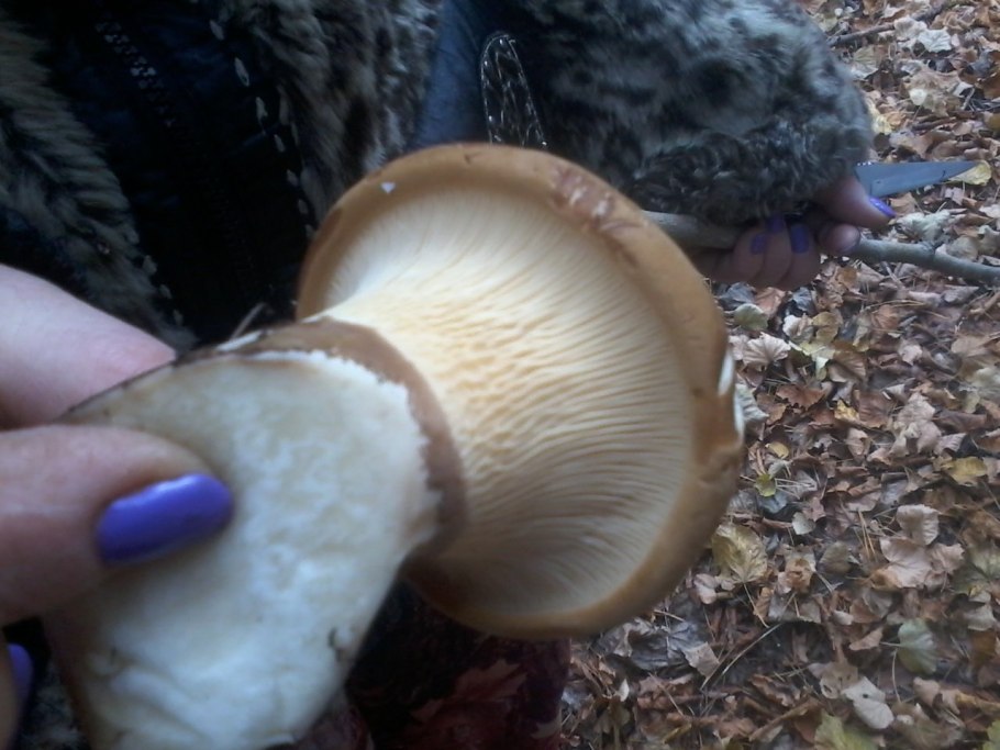 Говорушка гигантская гриб