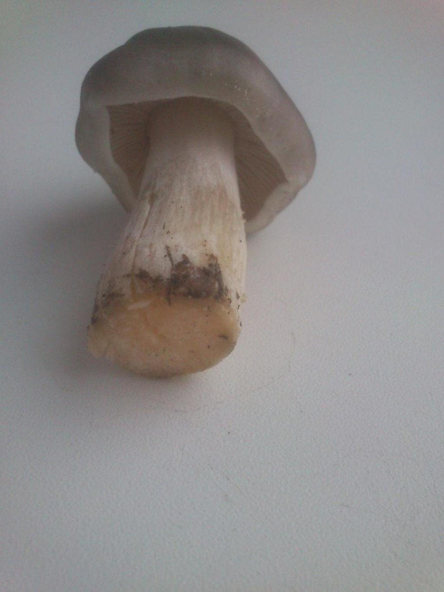 Рядовка желто-красная Tricholomopsis rutilans