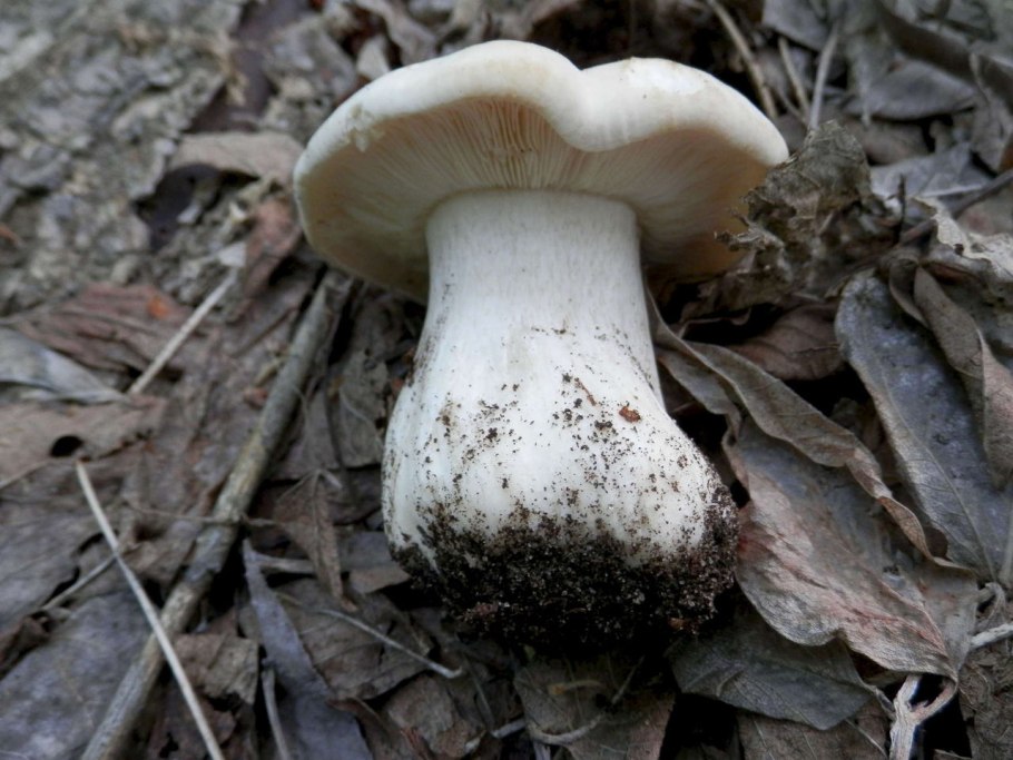 Грибы Tricholoma columbetta