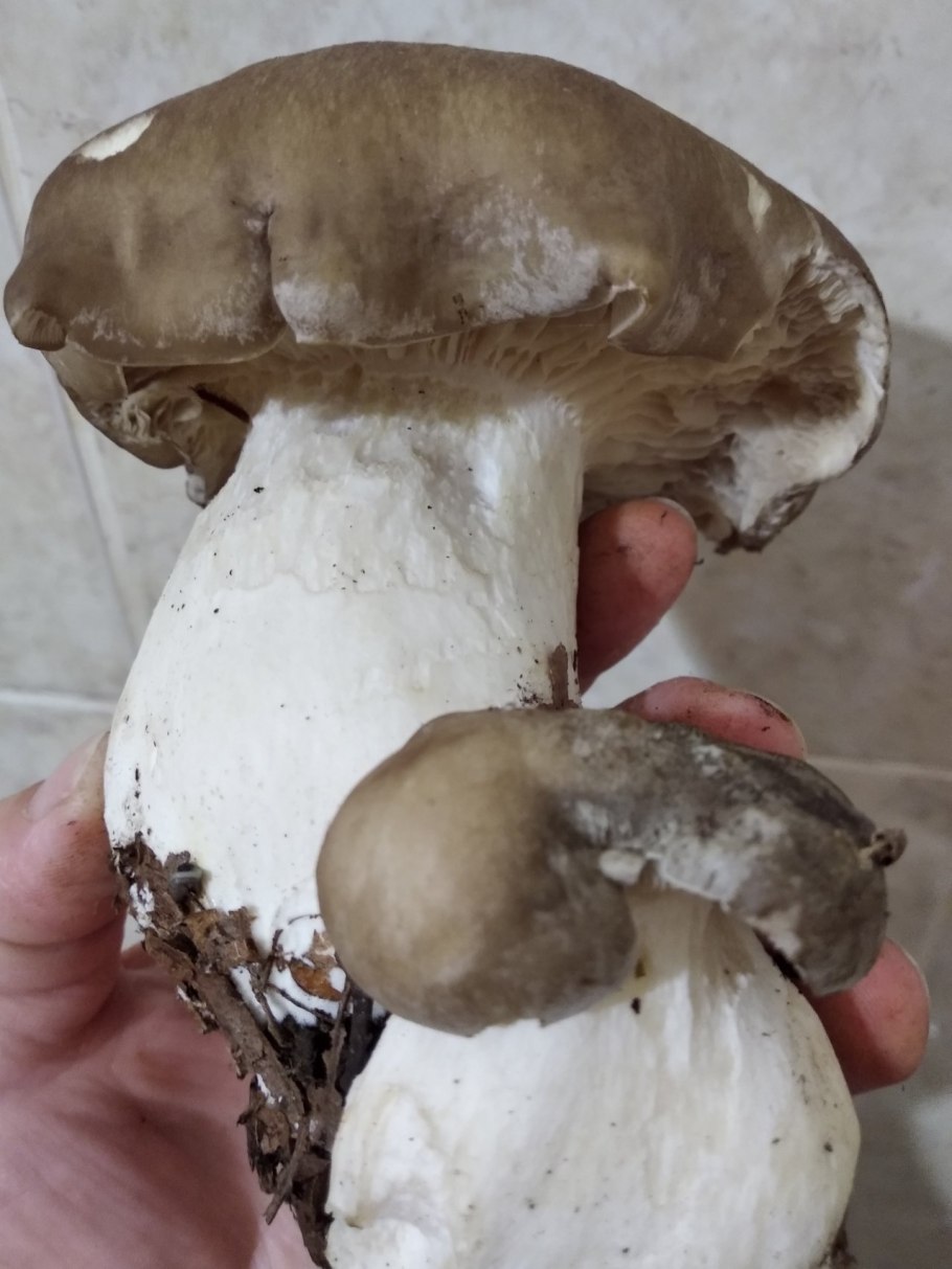 Рядовка Голубиная (лат. Tricholoma columbetta)