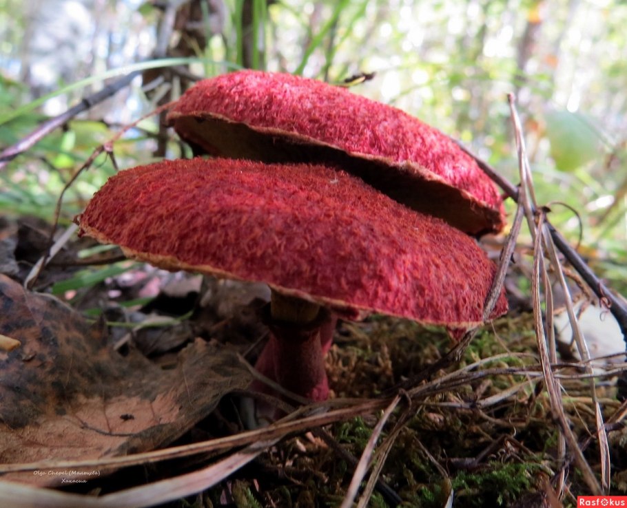 Сыроежка волнистая Russula bresadolae