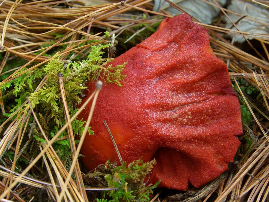 Красный гриб Страдивари